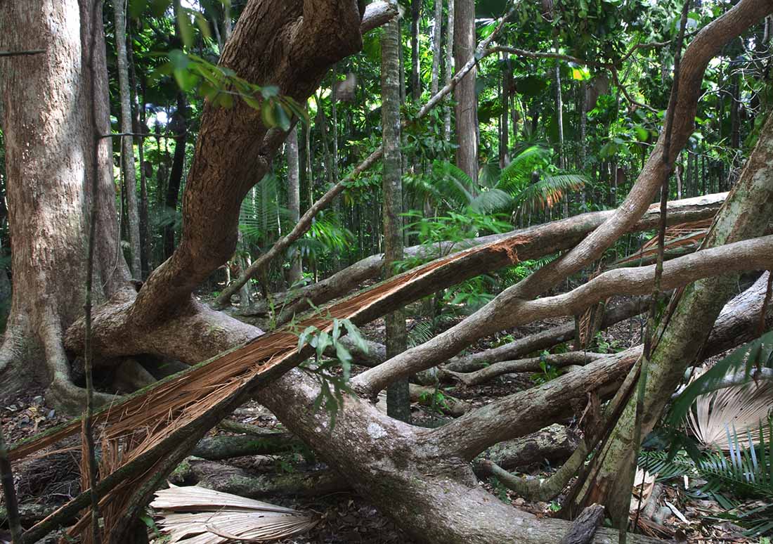 climate-change-in-daintree-cooper-creek-wilderness