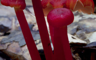 Daintree fungi