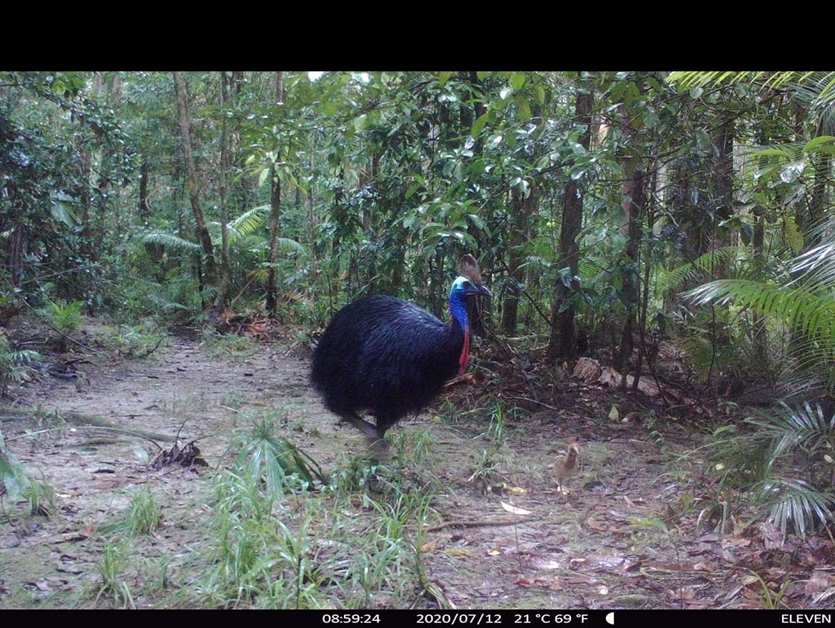 Camera Traps - July 2020