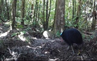 August 2020 - Camera Traps