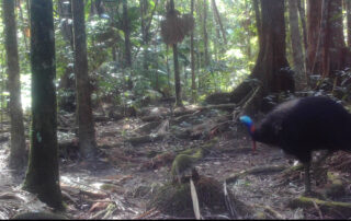 August 2020 - Camera Traps