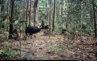 Camera Traps - July 2022