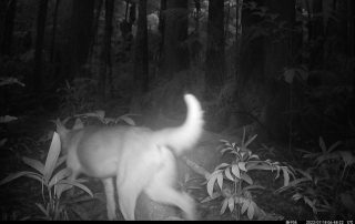 Camera Traps - July 2022