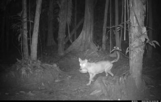 Camera Traps - August 2023