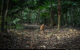 Camera Traps - October 2023