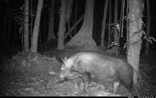 Camera Traps - October 2023