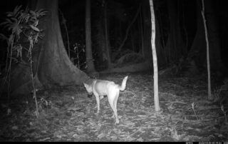 Camera Traps - January 2024