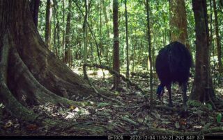 Camera Traps - January 2024