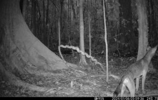 Camera Traps - January 2024