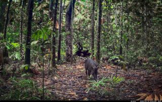 Camera Traps - January 2024