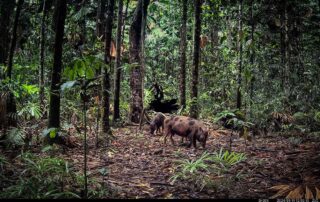 Camera Traps - January 2024