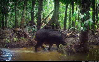 Camera Traps - January 2024