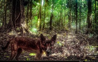 Camera Traps - January 2024