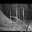 Camera Traps - January 2024