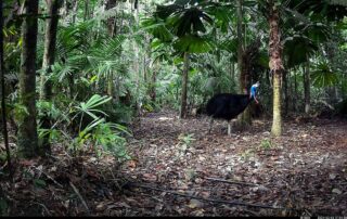 Camera Traps - February 2024