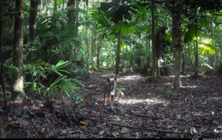 Camera Traps - February 2024