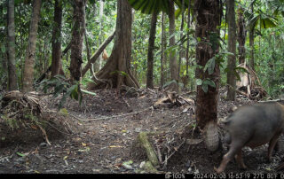 Camera Traps - February 2024