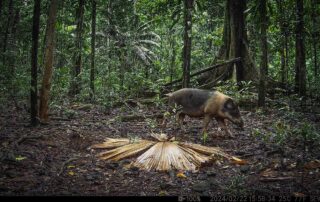 Camera Traps - February 2024