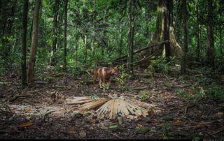 Camera Traps - February 2024