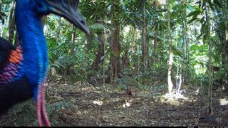 Camera Traps - June 2024