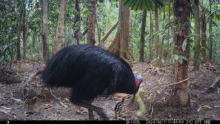 Camera Traps - June 2024