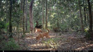 Camera Traps - June 2024