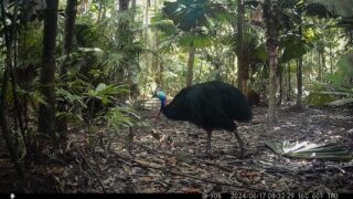 Camera Traps - June 2024