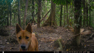 Camera Traps - June 2024