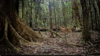 Camera Traps - June 2024