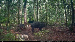 Camera Traps - June 2024