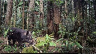 Camera Traps - June 2024