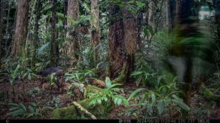 Camera Traps - June 2024