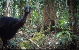 Camera Traps - November 2024