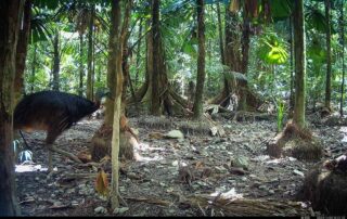 Camera Traps - November 2024