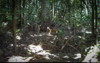 Camera Traps - November 2024