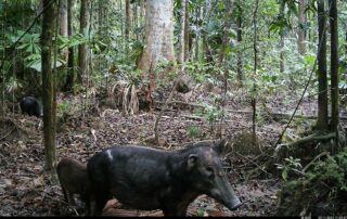 Camera Traps - November 2024