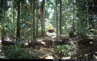 Camera Traps - November 2024