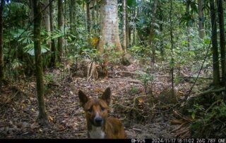 Camera Traps - November 2024