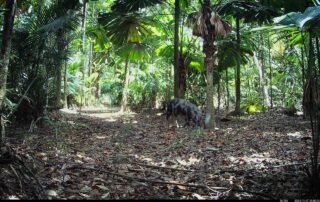 Camera Traps - November 2024