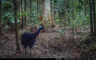 Camera Traps - November 2024