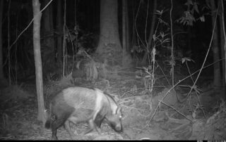 Camera Traps - November 2024