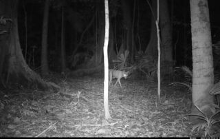 Camera Traps - November 2024