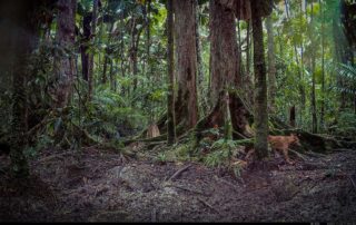 Camera Traps - November 2024