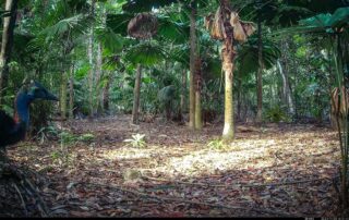 Camera Traps - November 2024