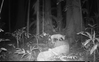 Camera Traps - November 2024