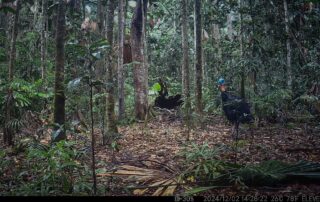 Camera Traps - December 2024