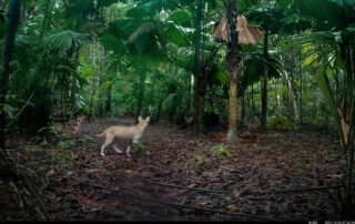 Camera Traps - December 2024