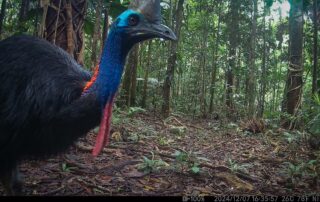 Camera Traps - December 2024