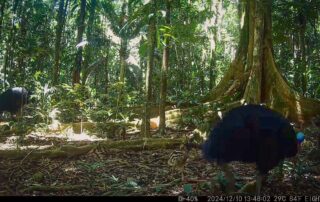 Camera Traps - December 2024