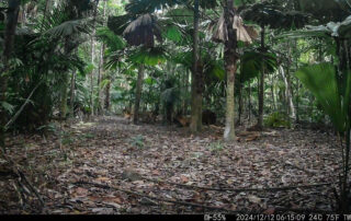 Camera Traps - December 2024